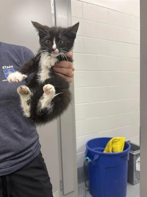 A baby small-sized male Domestic Short Hair cat named S'moreo for adoption in Indianapolis, IN