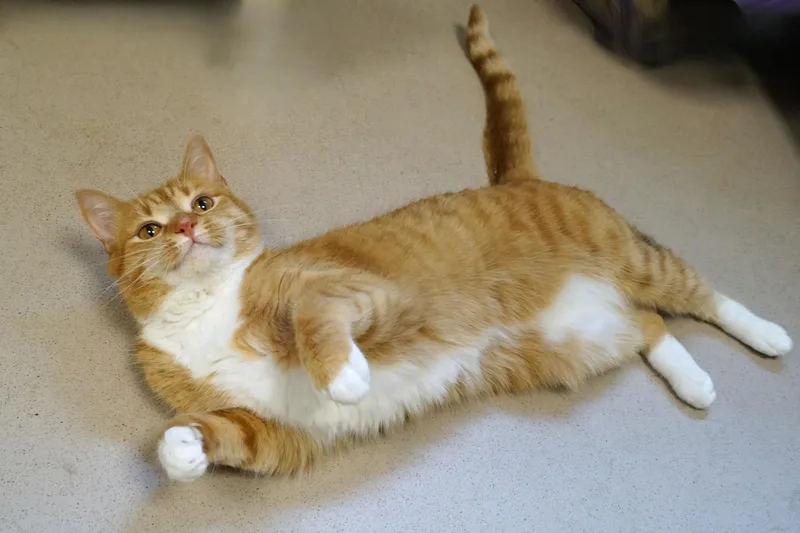 An adult large-sized female Orange & White Tabby cat named Winnie for adoption in New Milford, CT
