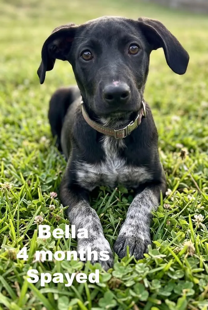 Bella
