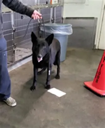 An adult extra large-sized male German Shepherd Dog dog named Sparky for adoption in Los Angeles, CA
