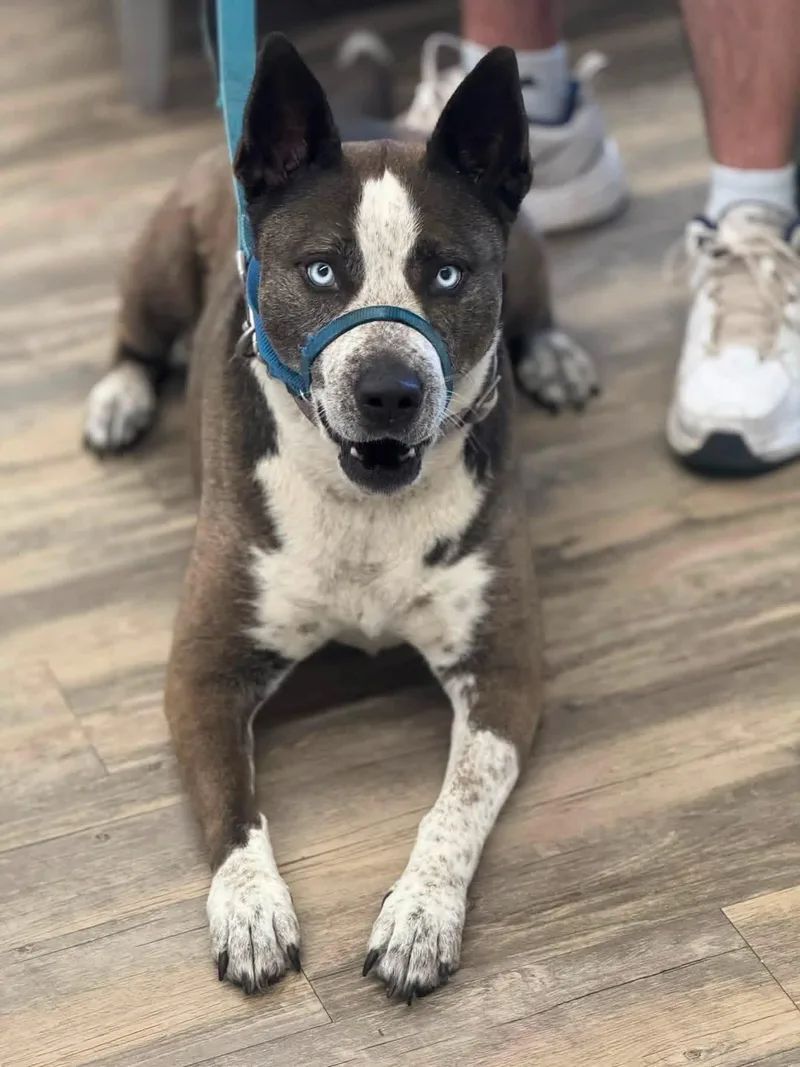 An adult medium-sized female Husky dog named Riley for adoption in Sonora, CA