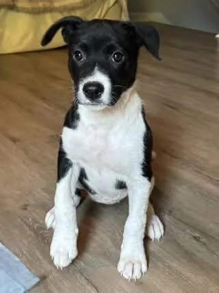 A baby medium-sized female Black Labrador Retriever dog named Patches for adoption in Calera, AL
