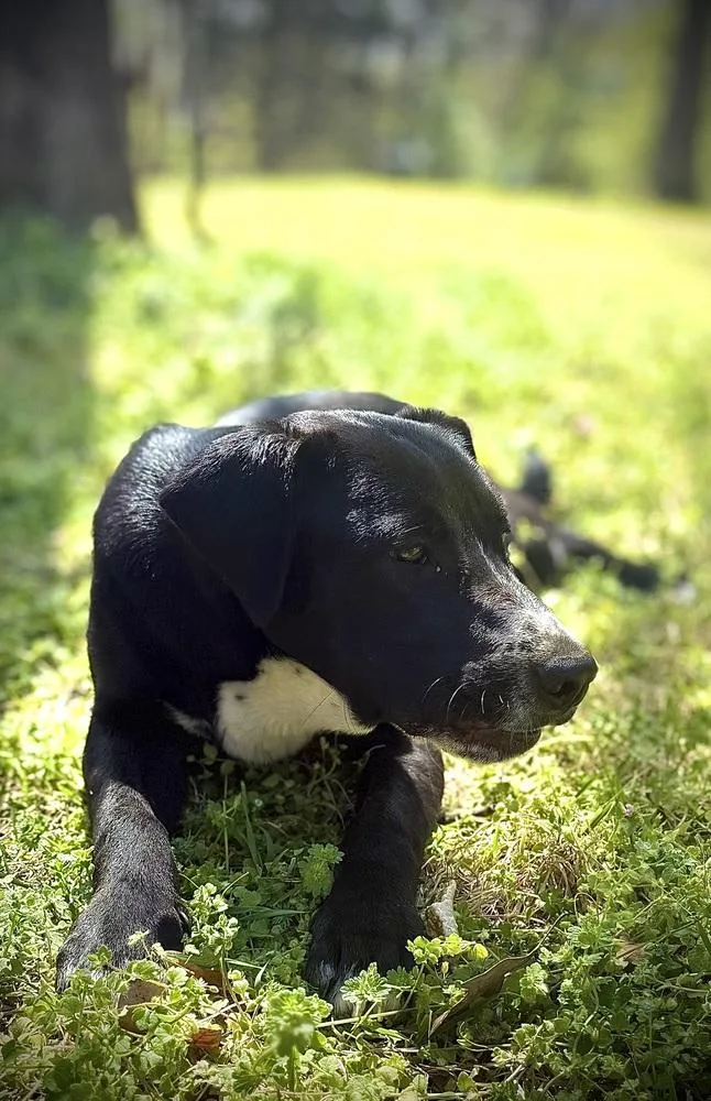 A baby medium-sized male Tricolor (Brown, Black, & White) Collie dog named Odis Johnson for adoption in Boston, MA