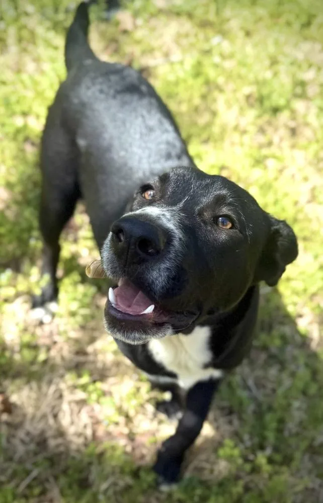 Odis Johnson thumbnail 2