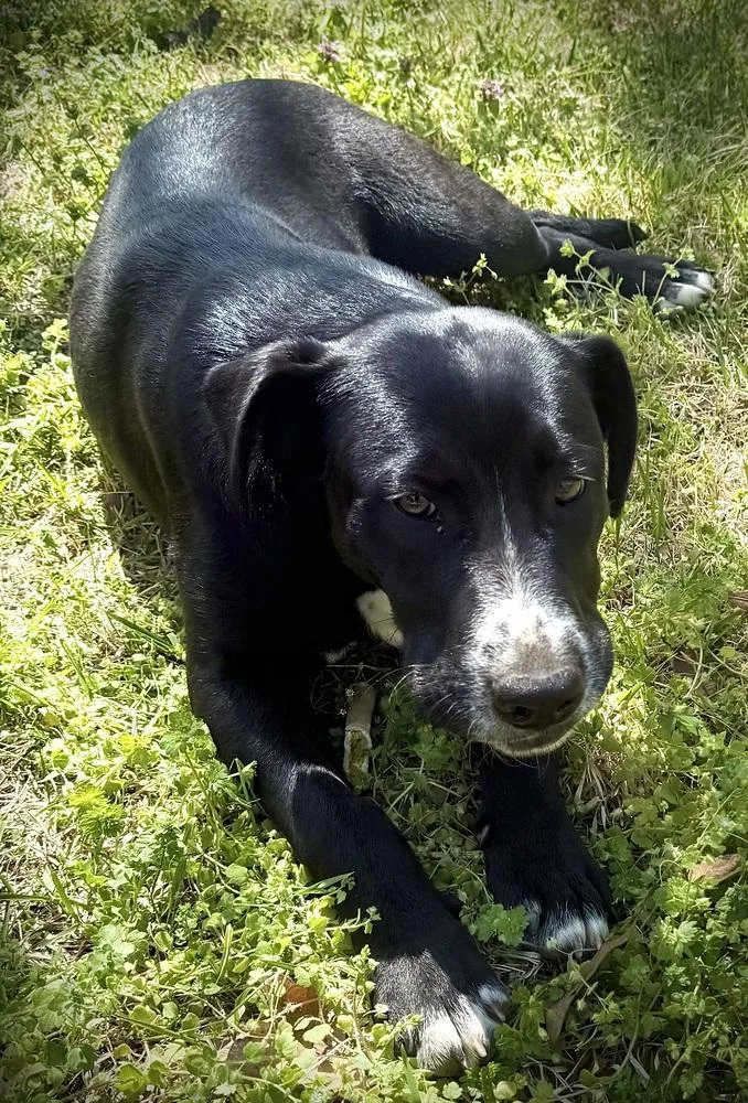 Odis Johnson thumbnail 4