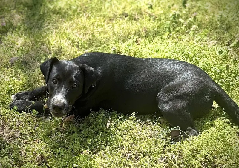 Odis Johnson thumbnail 5