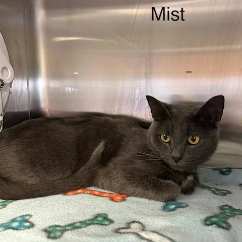 An adult medium-sized female Gray / Blue / Silver Domestic Short Hair cat named Mist for adoption in Knoxville, TN