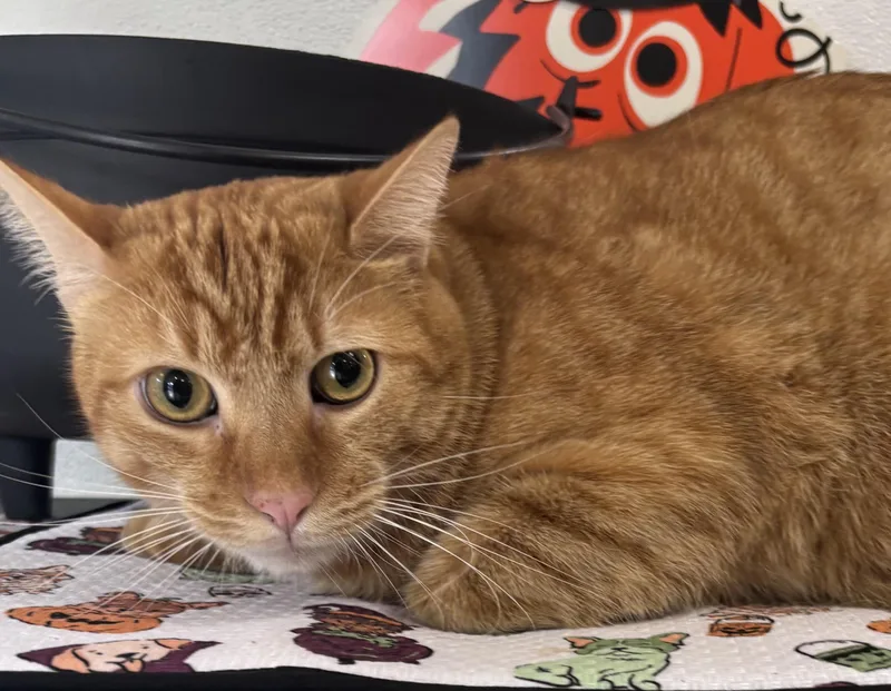 An adult large-sized male Domestic Short Hair cat named Vinny for adoption in San Pedro, CA