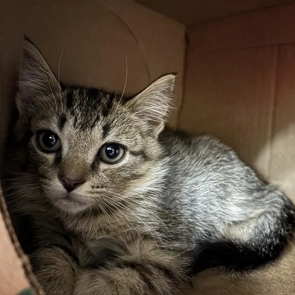 A baby medium-sized male Tabby (Brown / Chocolate) Domestic Short Hair cat named Bobcat for adoption in Prince Frederick, MD