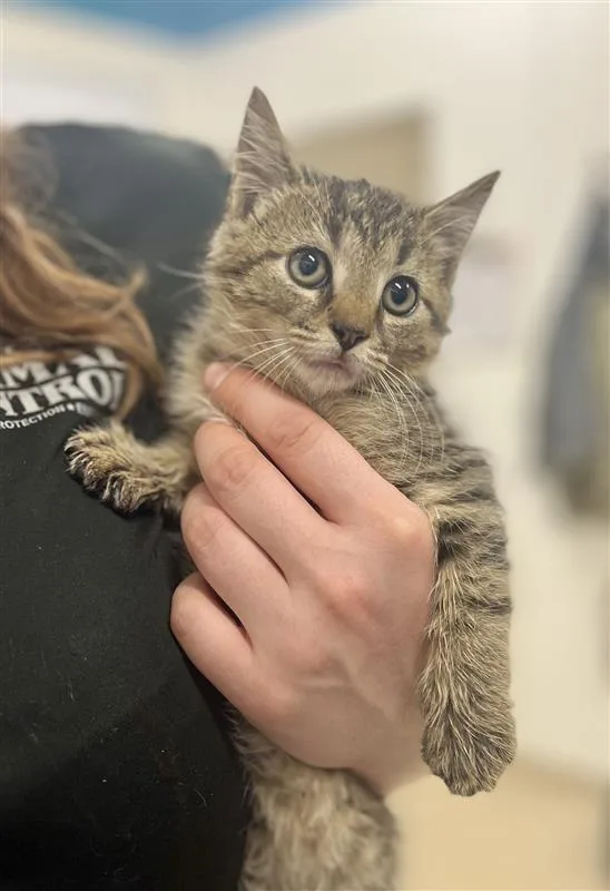 Bobcat thumbnail 2