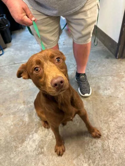 A young medium-sized male Labrador Retriever dog named Woody for adoption in Bowling Green, KY