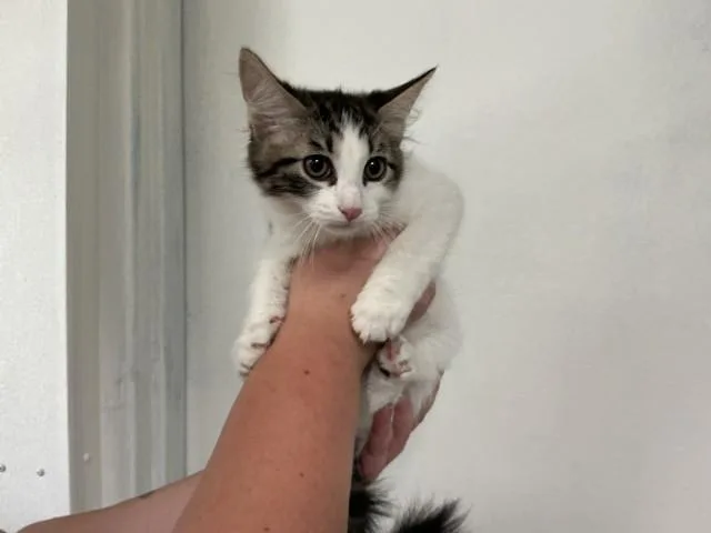 A baby small-sized male Domestic Short Hair cat named Buttercup for adoption in San Bernardino, CA