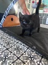 A baby medium-sized male Black Domestic Short Hair cat named Johnny for adoption in Steamboat Springs, CO