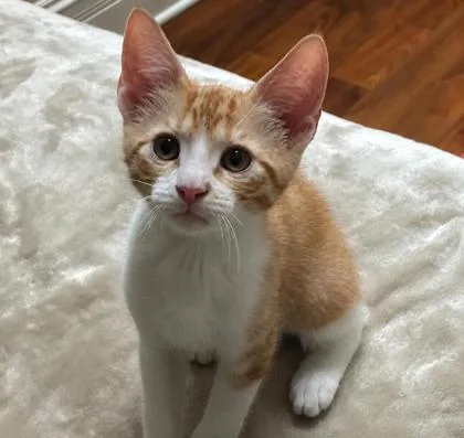 A baby small-sized male Domestic Short Hair cat named Jake for adoption in Elk Grove Village, IL