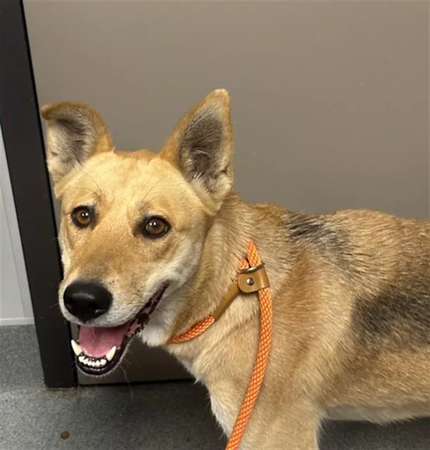An adult medium-sized female German Shepherd Dog dog named Nia for adoption in Ontario, CA