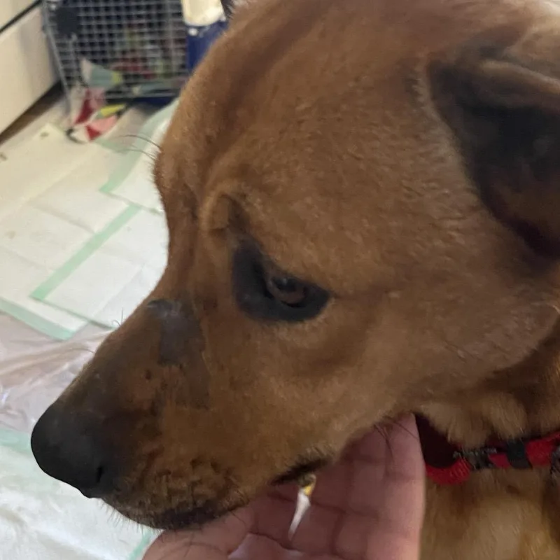 An adult small-sized female Red / Chestnut / Orange Mixed Breed dog named Izzy for adoption in Farmersville, OH