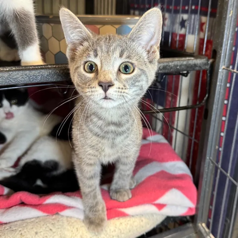A baby medium-sized female Domestic Short Hair cat named Squirt for adoption in Saginaw, MI