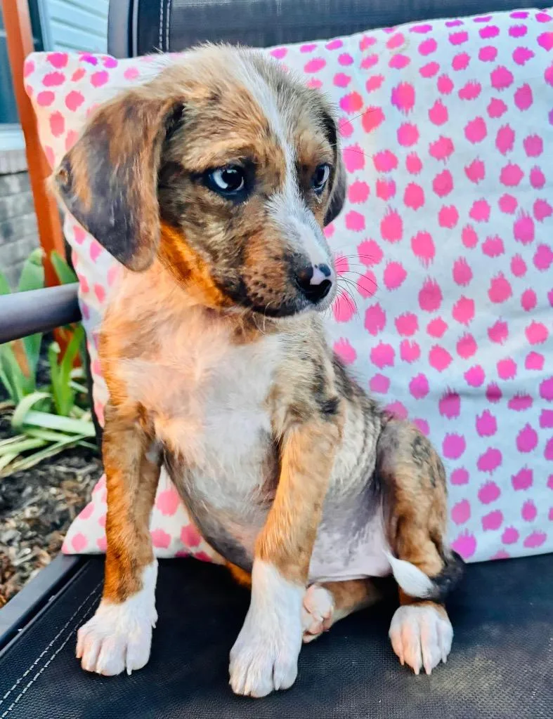 Mother Church “mouse”