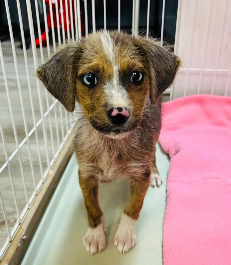 Mother Church “mouse” thumbnail 2