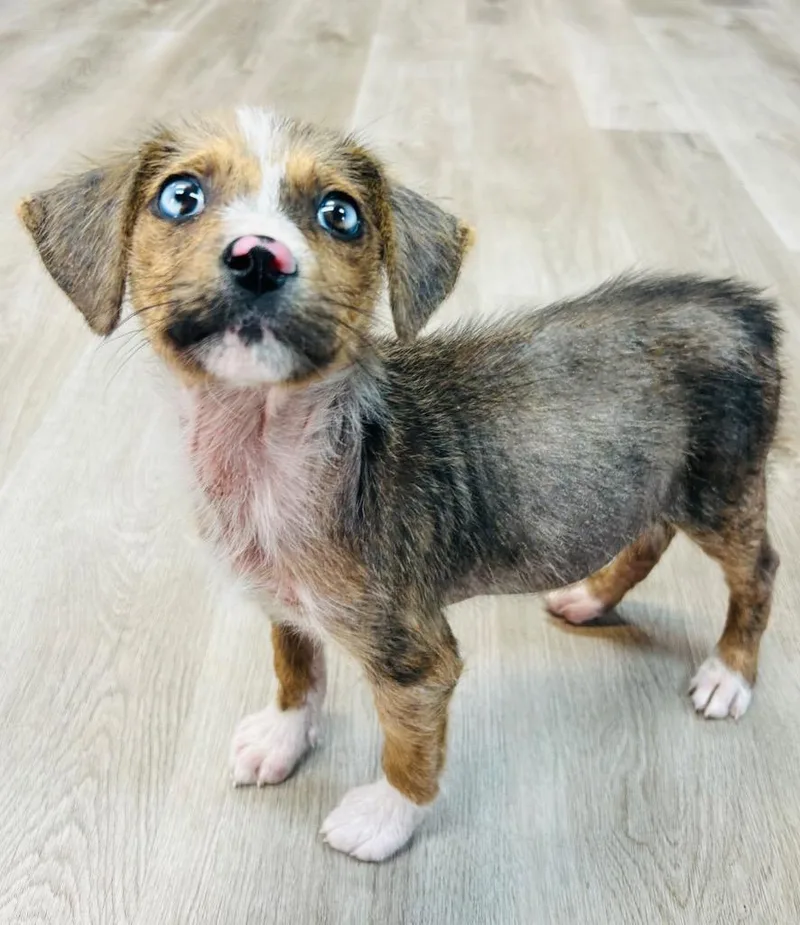 Mother Church “mouse” thumbnail 3