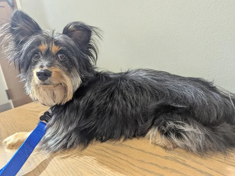 Yorkie Pierre