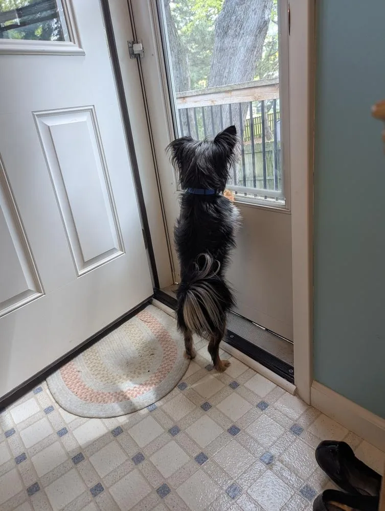 Yorkie  Pierre thumbnail 2