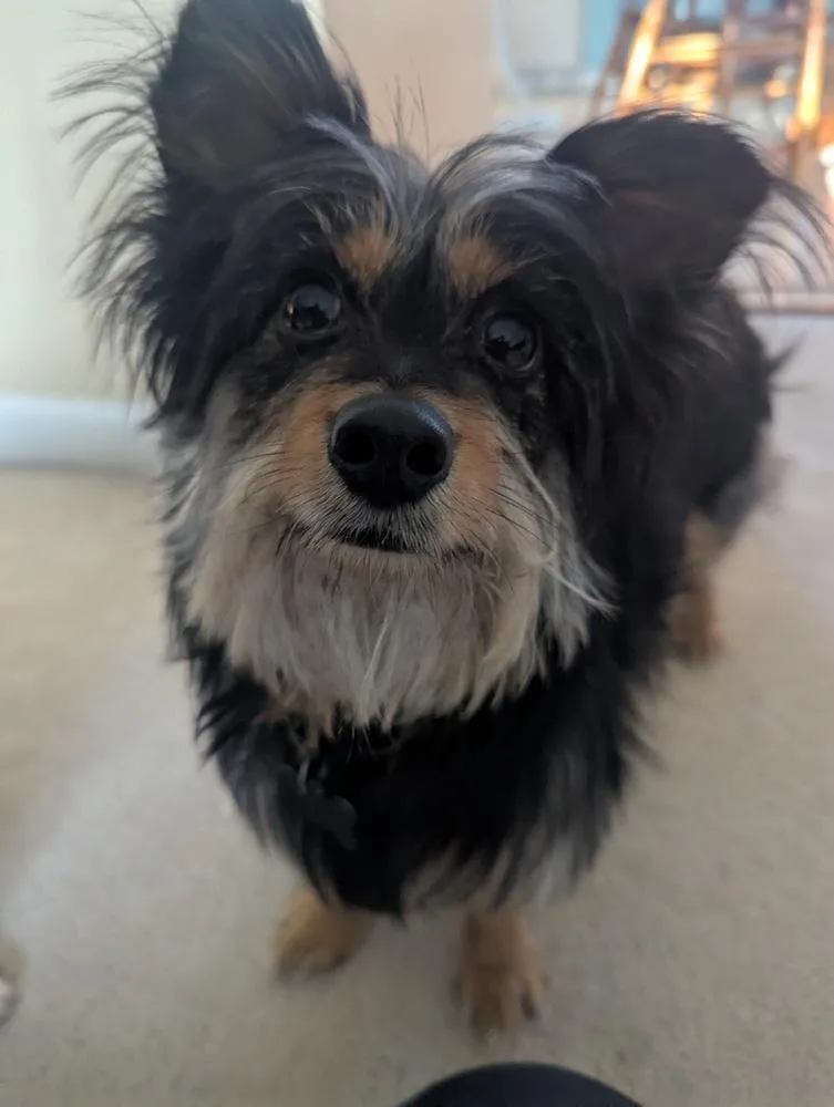 Yorkie  Pierre thumbnail 3