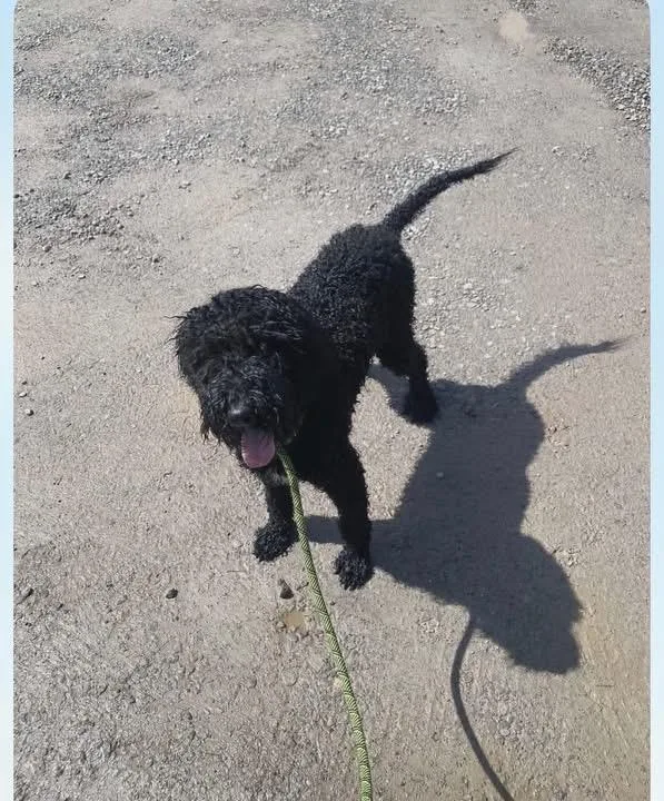A young medium-sized male Black Goldendoodle dog named Benson for adoption in Woodbury, NJ