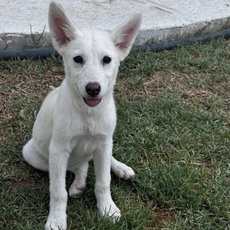 Nova