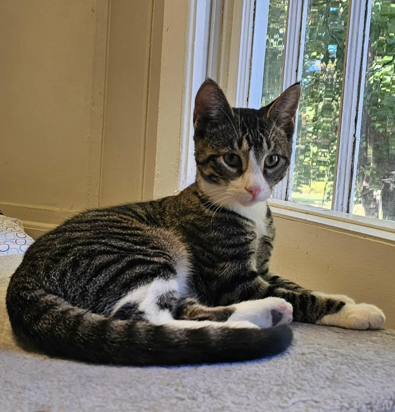 A young small-sized female Tabby (Brown / Chocolate) Domestic Short Hair cat named Molly for adoption in Statesboro, GA