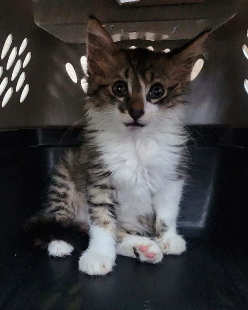 A baby small-sized male Domestic Long Hair cat named Found stray: Rowan for adoption in Rockwall, TX