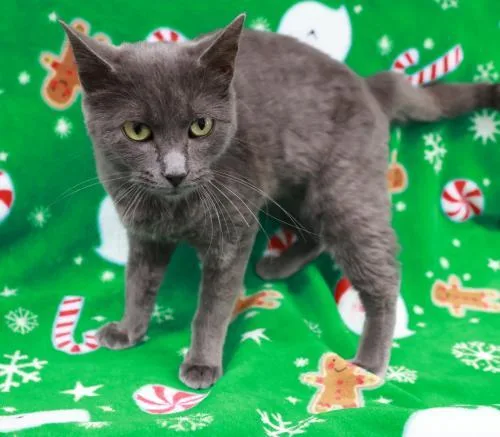 A young medium-sized female Domestic Short Hair cat named Frannie for adoption in Thief River Falls, MN