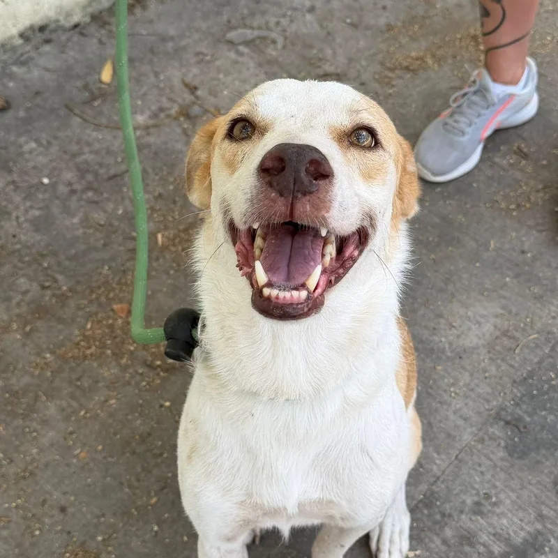 An adult medium-sized male White / Cream Hound dog named Tego for adoption in New York, NY