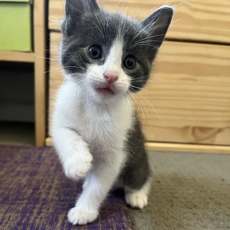 A baby small-sized male Gray & White Domestic Short Hair cat named Cedar for adoption in Sherman Oaks, CA
