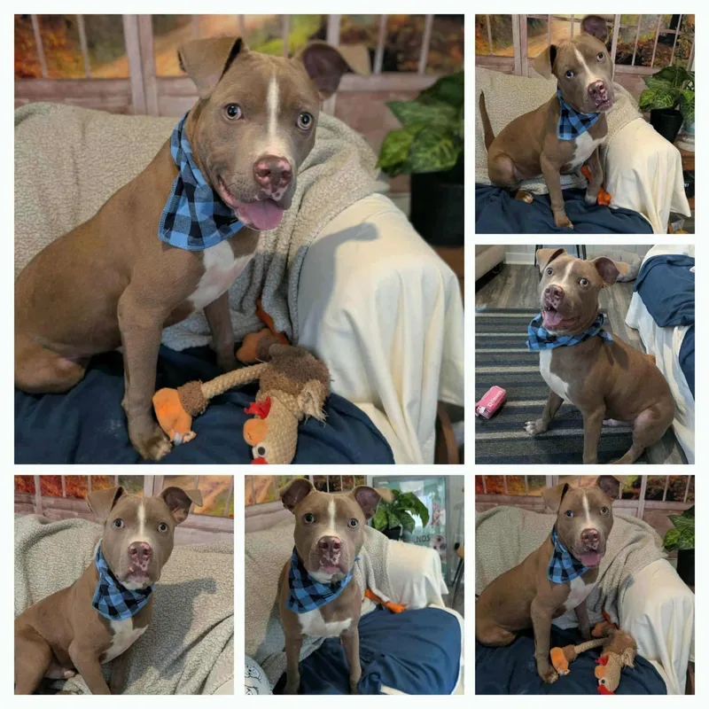 Finnegan thumbnail 2