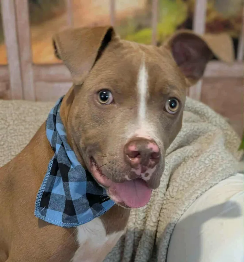 Finnegan thumbnail 3