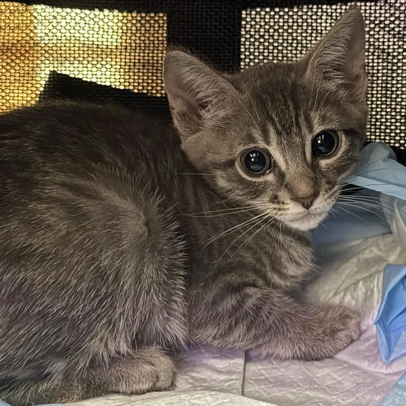 A baby small-sized female Brown / Chocolate Domestic Short Hair cat named Steph Curry for adoption in Long Beach, CA