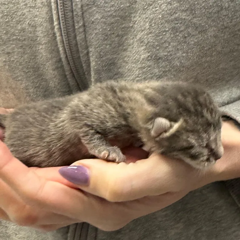 Steph Curry thumbnail 2