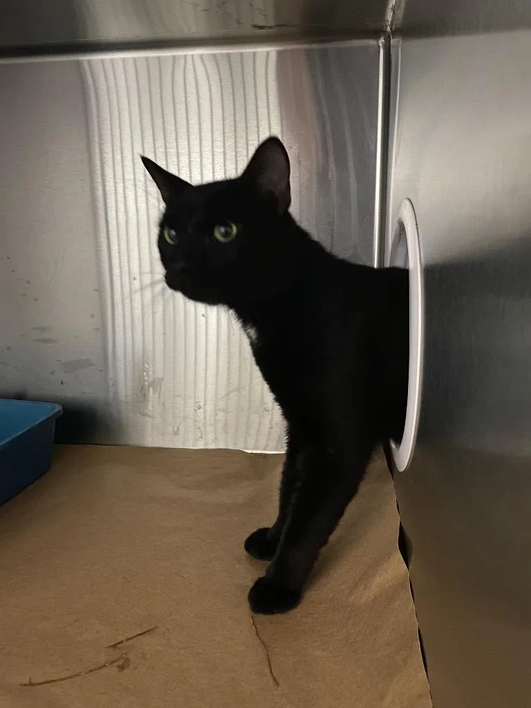 A young large-sized male Domestic Short Hair cat named Tanyard for adoption in Cartersville , GA