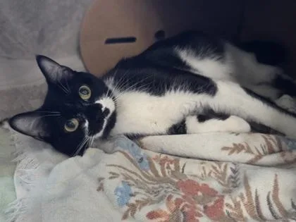 An adult medium-sized female Domestic Short Hair cat named Guacamole for adoption in Westland, MI