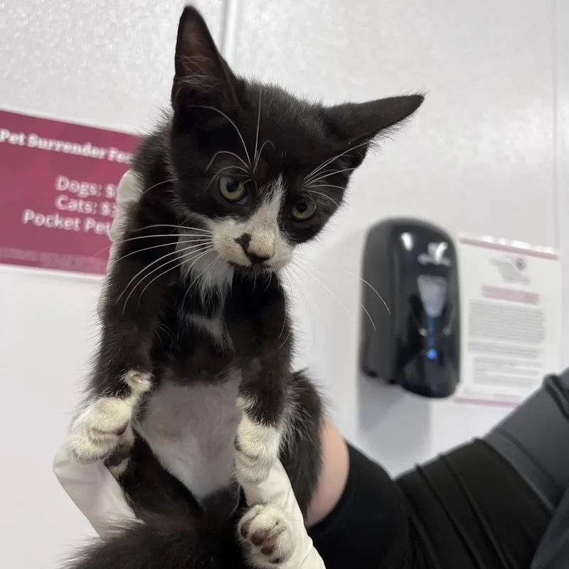 A baby small-sized male Black Domestic Short Hair cat named Mallard for adoption in Clearwater, FL
