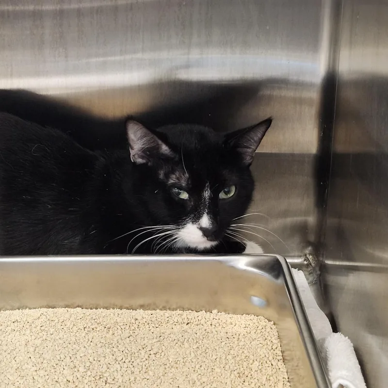 A young medium-sized male Black Domestic Short Hair cat named Dain for adoption in Clearwater, FL