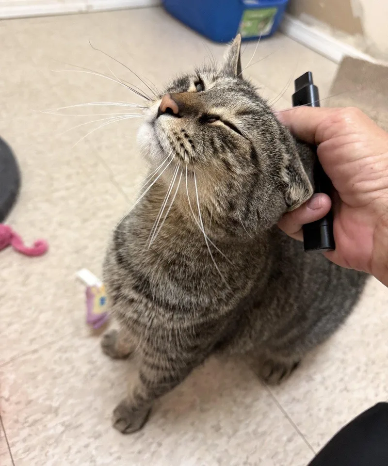 An adult medium-sized female Domestic Short Hair cat named E.j. for adoption in Walled Lake, MI