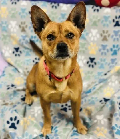 An adult medium-sized female Mixed Breed dog named Garnet for adoption in West Chester, PA