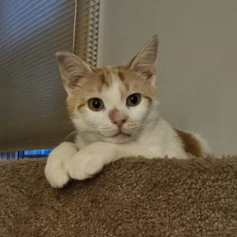 A young medium-sized male Orange & White Domestic Short Hair cat named Milo K for adoption in Lemoyne, PA