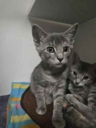 A baby small-sized female Domestic Short Hair cat named Cassandra for adoption in Savannah, GA