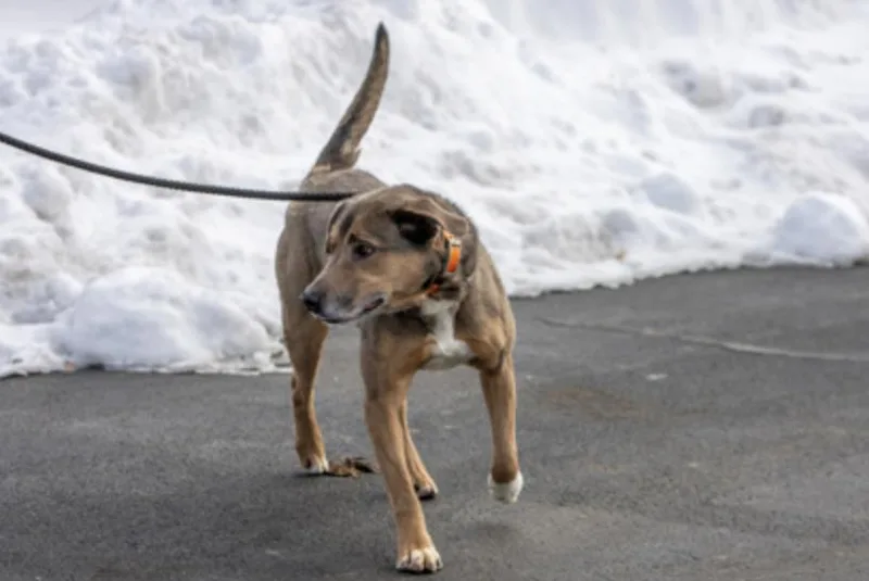 An adult medium-sized male Brown / Chocolate Mixed Breed dog named Jasoncoco for adoption in Terre Haute, IN