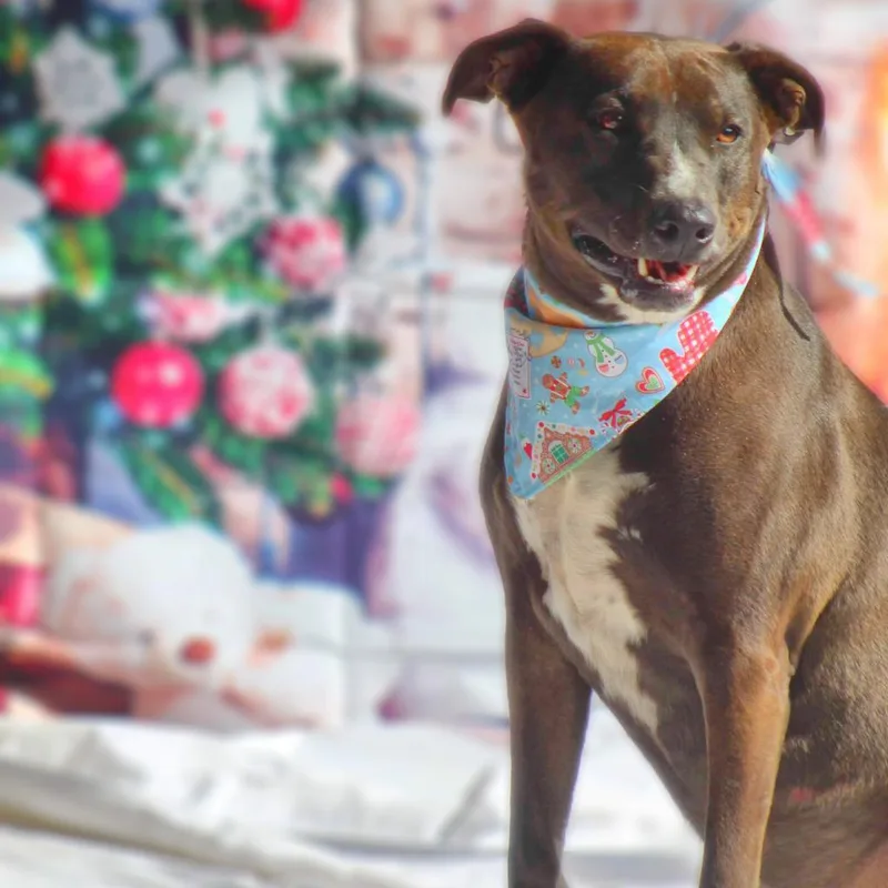 Wanda Jc thumbnail 5