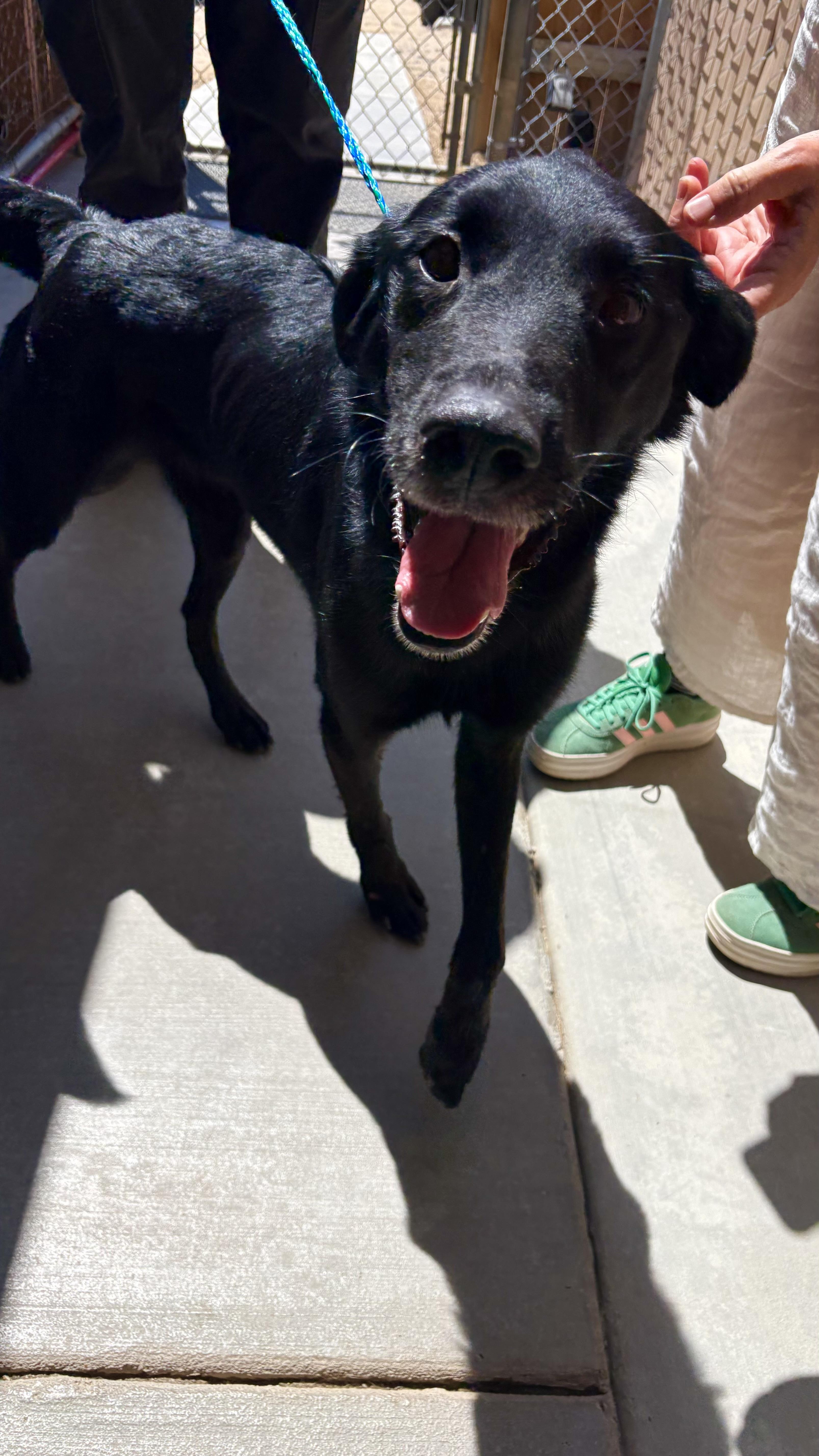 An adult medium-sized male Black Labrador Retriever dog named Mitch for adoption in Joshua Tree, CA
