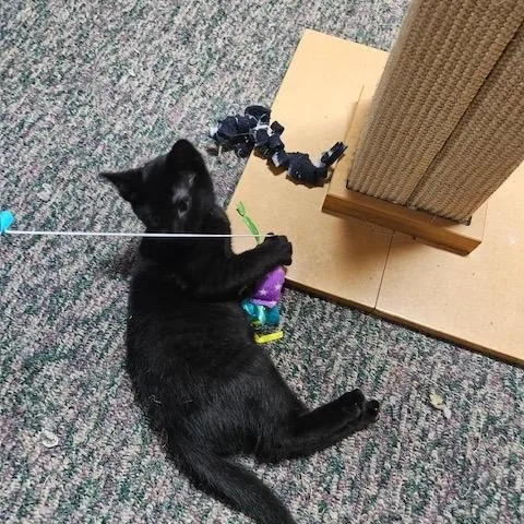 A baby small-sized male Black Domestic Short Hair cat named Monster Truck for adoption in Hudsonville, MI
